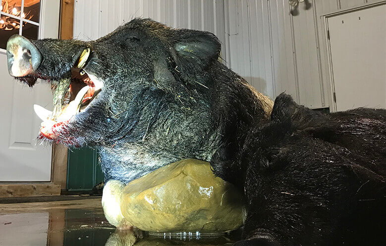 Choctaw Hunting Lodge Hogs